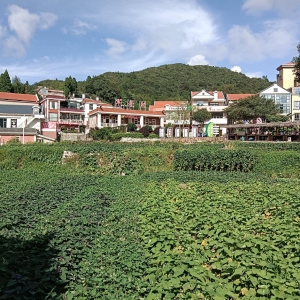 昔日“贫困村”今日“富美村”，厦门军营村实现蝶变